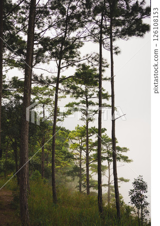 travel and people activity concept with tree and haze in tropical forest on mountain 126108153