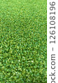 Realistic artificial grass texture (front and back blur) 126108196