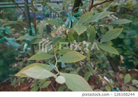 blueberry 126108244