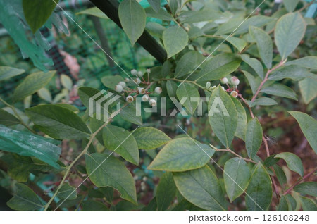 藍莓 藍莓 126108248
