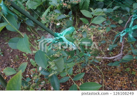 藍莓 藍莓 126108249