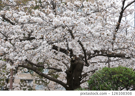 March 27 2025 Close-Up of Blooming White Cherry Blossoms on a Softly, Japan March 27 2025 Close-Up of Blooming White Cherry Blossoms on a Softly, Japan 126108308