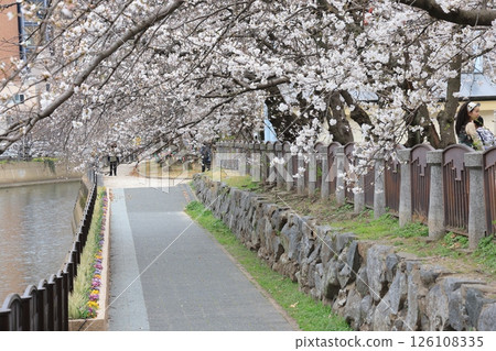 March 27 2025 Pathway Lined with Beautiful Cherry Blossoms Alongside, Japan 126108335