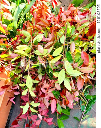 Pruned garden tree, red Kaname, pruned branches 126108705