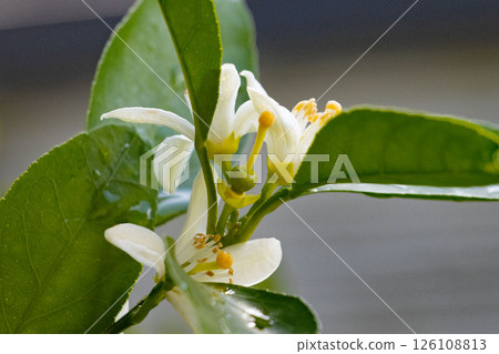White tangerine flowers and fruit beginning to swell after pollination 126108813