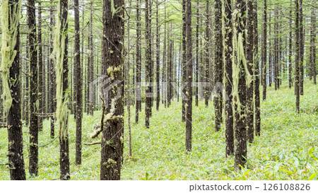 Forest of Mount Nyukasa 126108826