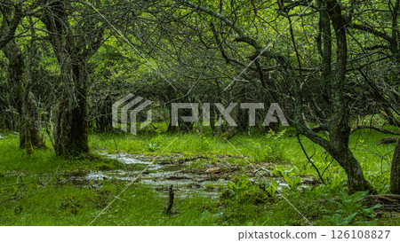 Quiet forest of Mount Nyukasa in summer 126108827
