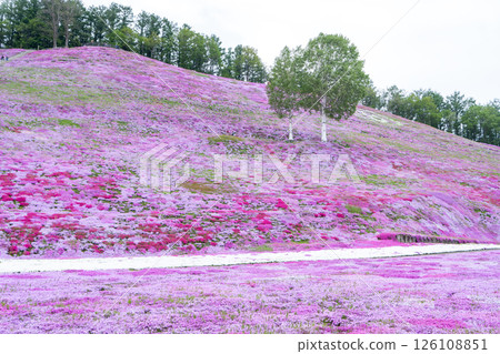 Scenery with moss phlox at Higashimokoto Moss Phlox Park 126108851