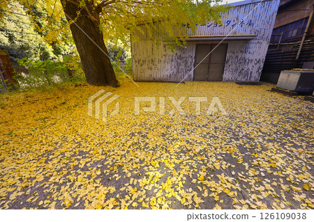 Tranquil Autumn Scene of Vibrant Yellow Leaves Surrounding, Tokyo Dec 7 2024 Tranquil Autumn Scene of Vibrant Yellow Leaves Surrounding, Tokyo Dec 7 2024 126109038