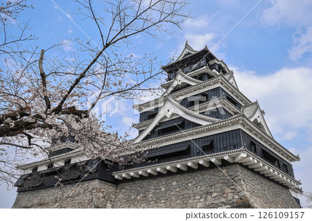 March 24 2025 Castle Surrounded by Blooming Cherry Blossom Trees in Spring, Japan 126109157