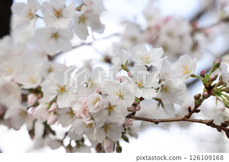 March 24 2025 Cherry Trees in Springtime with Delicate Pink and White Flowers, Japan 126109168