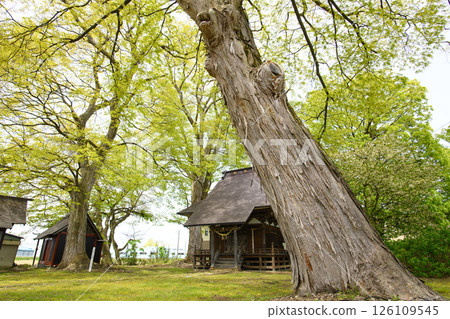 Niiyama Shrine surrounded by giant zelkova trees, Akita Prefecture 126109545