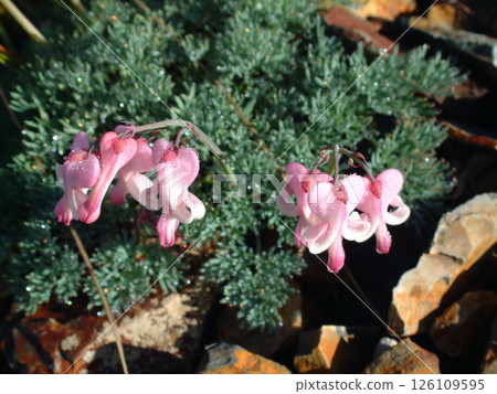 "Komakusa" - Dicentra peregrina / Queen of alpine plants, Dicentra flower 126109595