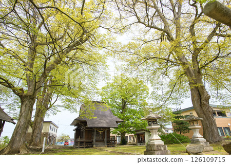 Niiyama Shrine surrounded by four giant zelkova trees, Akita Prefecture 126109715