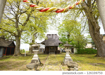秋田縣新居山神社，周圍環繞著四棵巨大的櫸樹 126109750