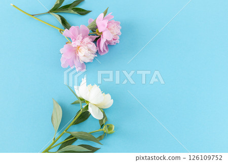Beautiful bouquet of peonies on the blue background. Beautiful bouquet of peonies on the blue background. 126109752