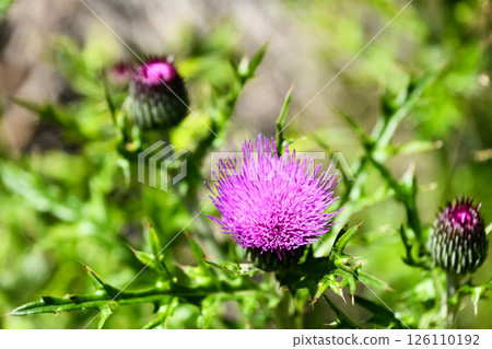 薊花 126110192