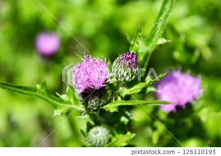薊花 126110193