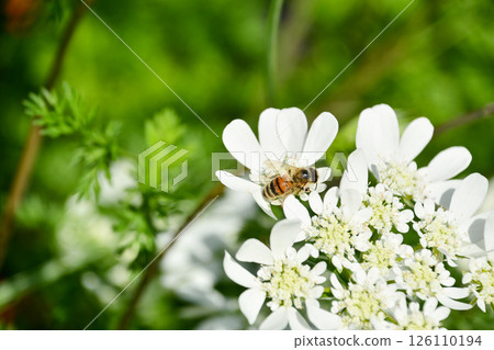 白花和蜜蜂 126110194