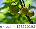 成熟的李子果實 126110198
