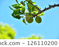 青梅果 126110200