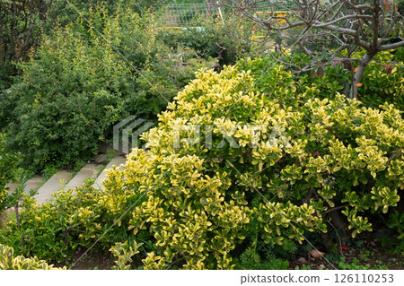 Lush garden pathway with vibrant variegated shrubs and greenery 126110253