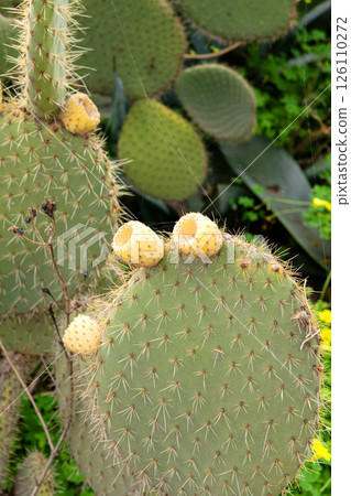 Close-up of prickly pear cactus with yellow fruits in natural greenery Close-up of prickly pear cactus with yellow fruits in natural greenery 126110272