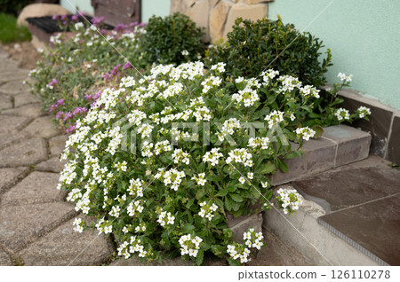 Blooming white flowers on garden pathway with stone steps and green bushes 126110278