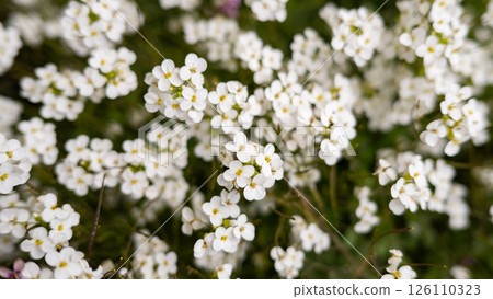 Blooming white alyssum flowers on lush green background 126110323