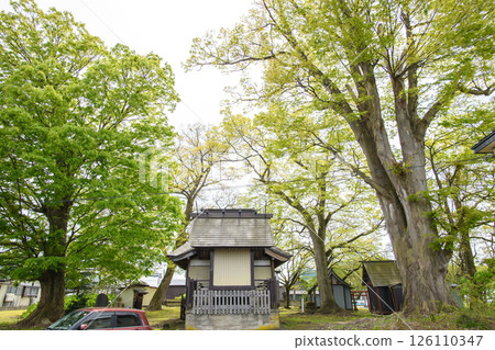The main hall of Niiyama Shrine surrounded by four giant zelkova trees, Akita Prefecture The main hall of Niiyama Shrine surrounded by four giant zelkova trees, Akita Prefecture 126110347