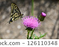 吮蝴蝶的Swallowtail蝴蝶在薊 126110348