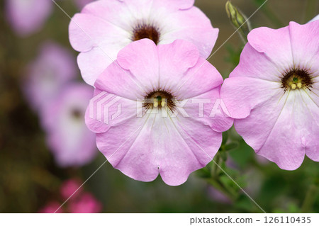 Petunia axillaris 126110435