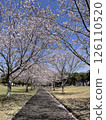 Park with cherry blossoms 126110520