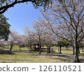 Scenery with cherry blossoms 126110521
