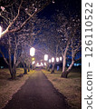 A park at night with beautiful cherry blossoms 126110522