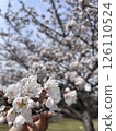 Scenery with cherry blossoms 126110524