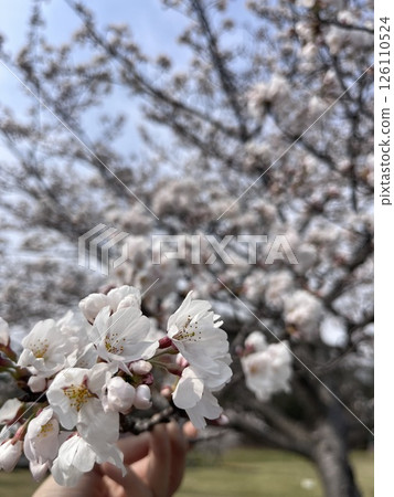 Scenery with cherry blossoms 126110524