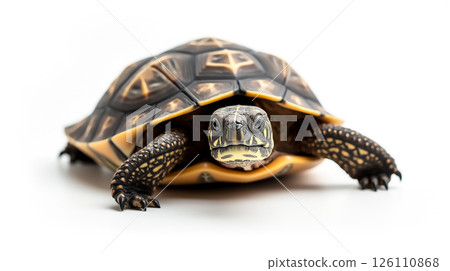 Tortoise moves slowly across a smooth surface while showcasing its patterned shell and curious expression Tortoise moves slowly across a smooth surface while showcasing its patterned shell and curious expression 126110868