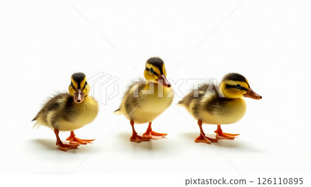 Three adorable ducklings standing together on a white background during early morning Three adorable ducklings standing together on a white background during early morning 126110895