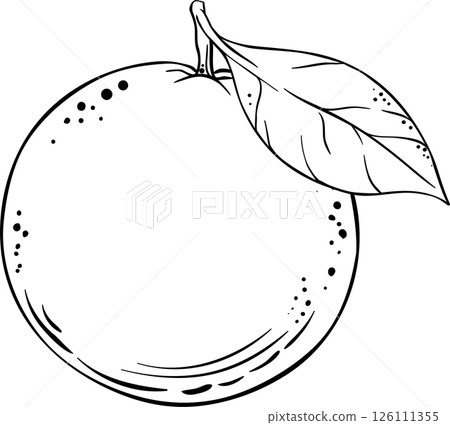 Orange Fruit Outline Illustration. Organic natural nutritional healthy food ingredient, vegetarian diet product. 126111355