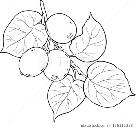 Kiwi Branch with Fruits Outline Illustration. Organic natural nutritional healthy food ingredient, vegetarian diet product. Kiwi Branch with Fruits Outline Illustration. Organic natural nutritional healthy food ingredient, vegetarian diet product. 126111358