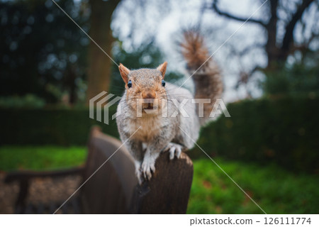 A squirrel perches on a wooden bench in a London park, surrounded by lush greenery. The overcast sky and blurred trees suggest a winter day. A squirrel perches on a wooden bench in a London park, surrounded by lush greenery. The overcast sky and blurred trees suggest a winter day. 126111774