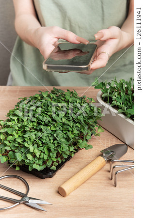 Woman taking photo of microgreens with smartphone, home gardening and healthy lifestyle Woman taking photo of microgreens with smartphone, home gardening and healthy lifestyle 126111941