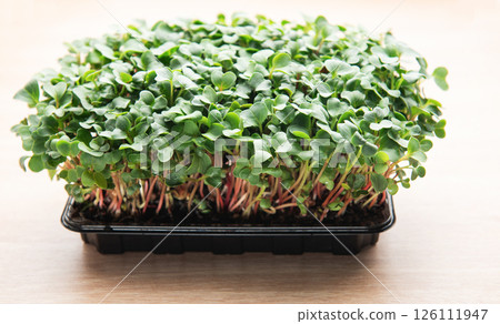 Microgreens growing in a black plastic container on a wooden table 126111947