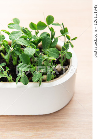 Microgreens growing in white pot on wooden table Microgreens growing in white pot on wooden table 126111948