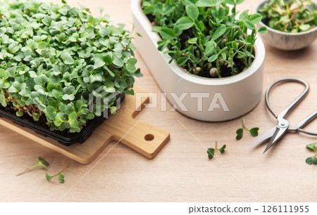 Microgreens growing kit with scissors on wooden table 126111955
