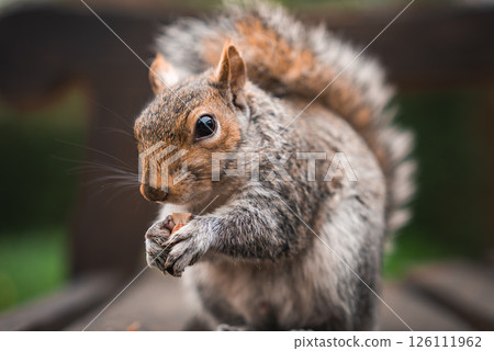 A gray squirrel with detailed fur and a bushy tail holds a small nut. The blurred green background suggests a natural or park like environment. 126111962