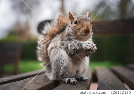 A gray squirrel sits on a wooden bench with front paws clasped, surrounded by blurred greenery and trees, suggesting a park in London. A gray squirrel sits on a wooden bench with front paws clasped, surrounded by blurred greenery and trees, suggesting a park in London. 126112120