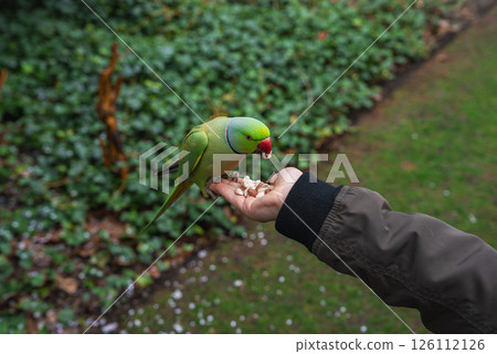 A green parakeet with a red beak perches on a person's hand, eating nuts. The person wears a green jacket, surrounded by foliage and grassy areas in a park. 126112126