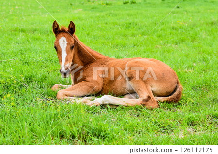 Foal lies alone on green grass and looks at camera. Peaceful spring moment in the countryside with young horse resting in rural field. 126112175